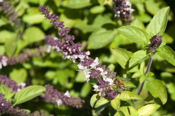 Sydney Australia, flower stems of a sweet basil plant