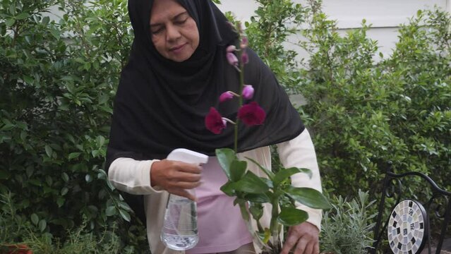 Senior Asian Muslim woman watering orchid at backyard garden, looking at the camera, and smiling happily. Outdoor, Handheld, medium shot, acitive retired senior ativity at home concept