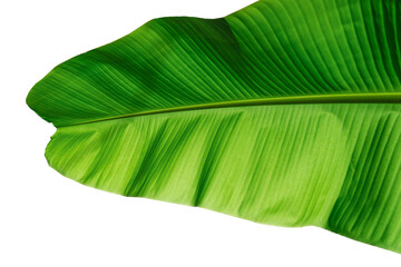 banana leaf isolated on white background with clipping path