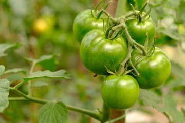 green unripe tomatoes,summer vegetables