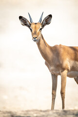 Close-up of young male common impala standing