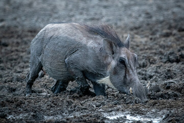 Common warthog crosses muddy waterhole eyeing camera