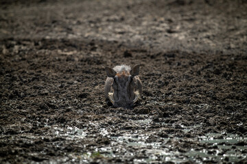 Common warthog lies in mud facing camera