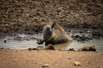 Common warthog sits wallowing in muddy waterhole