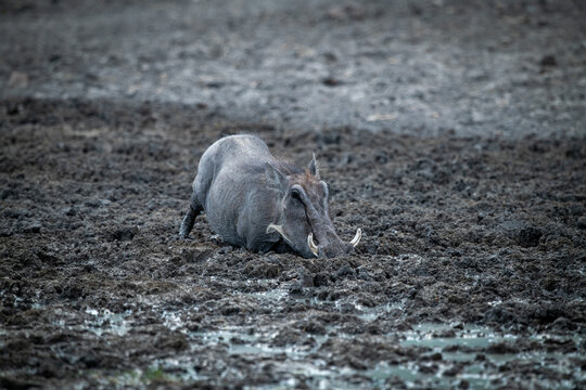 Common warthog kneels in mud eyeing camera