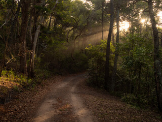 Golden Afternoon Light Shining Through Forest along a Dirt Road