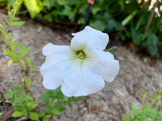 white flowers and green leaves