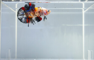 Betta fish in the aquarium 
