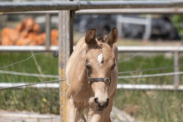 Young newly born yellow foal stands together with its brown mother, headshot of foal