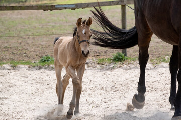 Fototapeta premium Young newly born yellow foal walks together with its brown mothe