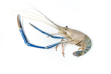 Fresh shrimp and long arm isolated on white background. The giant river prawn on white background. Grilled giant river prawns are popular Thai cuisine.