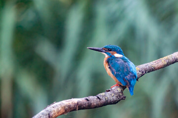 Beautiful blue Kingfisher bird, male Common Kingfisher, sitting on a branch, back profile. Nature green background