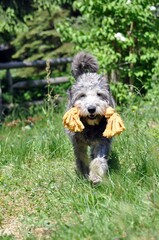 Mischlinge als Begleiter