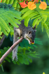 Squirrel sitting on a branch, eating