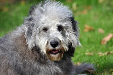 Mischlinge als Begleiter