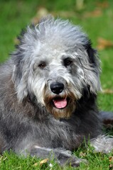 Mischlinge als Begleiter