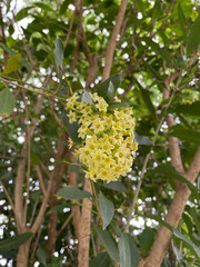 tree with yellow flowers
