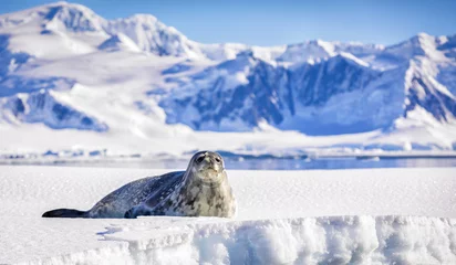 Tragetasche Images from Antartica with penguins and seals © Ruzdi