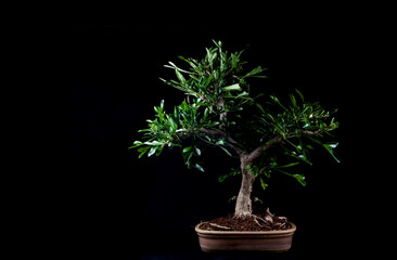 Obraz premium Exquisite Miniature Bonsai Tree - A Captivating Symbol of Nature's Artistry and Serene Beauty, Perfect for Zen Gardens, Home Decor, and Botanical Enthusiasts
