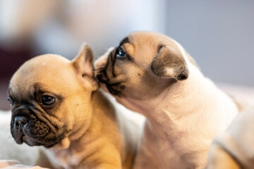 bulldog puppy