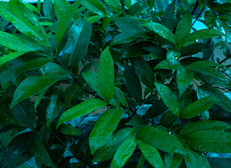 Obraz premium Naturalne piękne roślinne tło, zbliżenie na zielone liście, krople wody, roślinna tekstura.