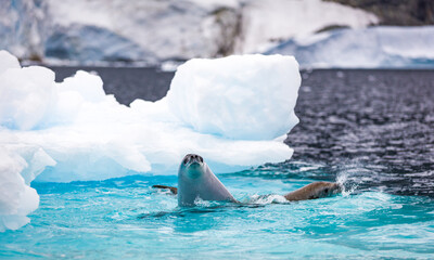 Images from Antartica © Ruzdi
