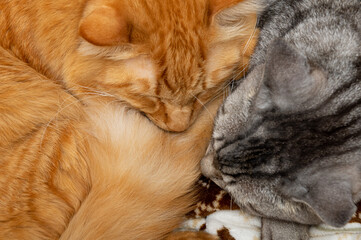 Fototapeta premium 仲良く眠る猫