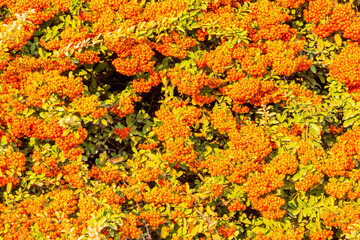  Fruit of berries of Pyracantha fortuneana with leaves planted  in Naqsh-e Jahan Square or Imam squre, Isfahan, Iran