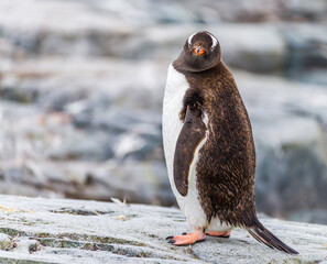 Images from Antartica © Ruzdi