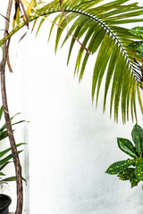 Białe tło z naturalnymi pięknymi elementami roślinnymi, zielone liście tropikalne. © insomniafoto
