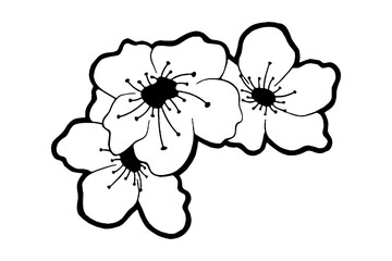 Doodle black line cherry blossom, sakura flower on white background. Vector illustration for decorate logo, wedding, greeting cards and any design.