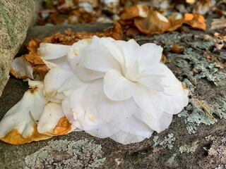 white flower on ground