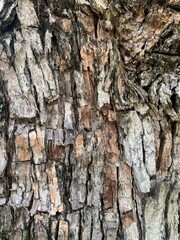 bark of a tree, texture
