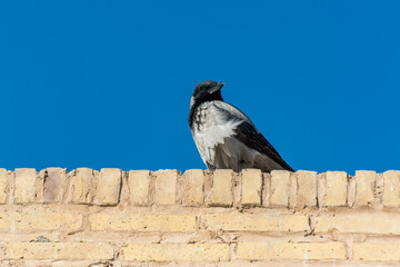 A grey crow (Corvus tristis)   on the top of the Allahverdi Khan Bridge, also known as Si-o-seh pol...