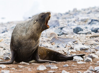 Naklejka premium Images from Antartica