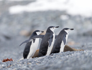 Images from Antartica