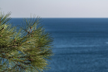 Pine branches and the endless blue of the sea