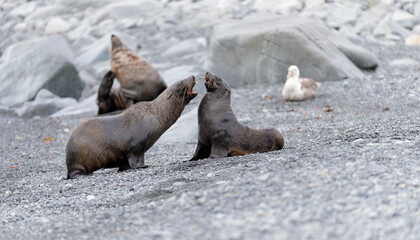 Images from Antartica