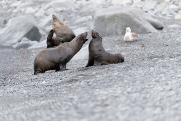 Images from Antartica