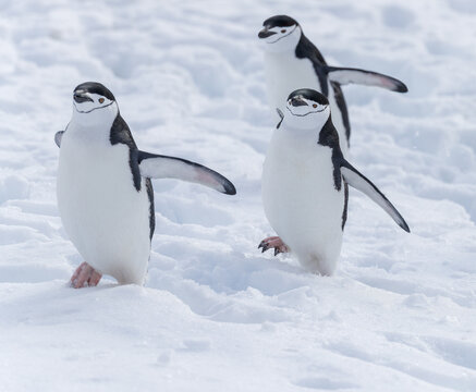 Images from Antartica