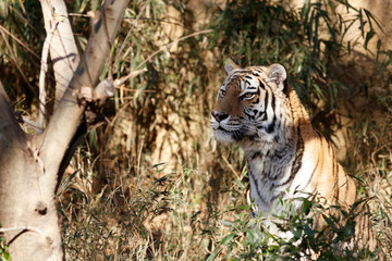 木陰に潜むトラ