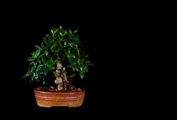 Exquisite Miniature Bonsai Tree - A Captivating Symbol of Nature's Artistry and Serene Beauty, Perfect for Zen Gardens, Home Decor, and Botanical Enthusiasts