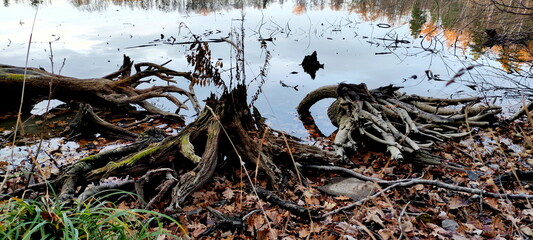 stump in the water on the edge of the pond at sunset, romantic walk around the water, winter weather without snow, cold