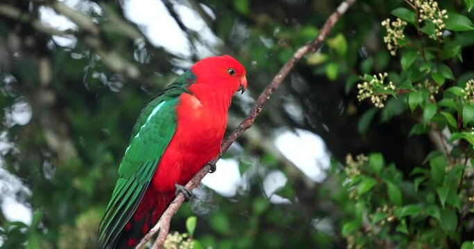Australian King Parrot 4K slow motion on tree branch looking around in national park