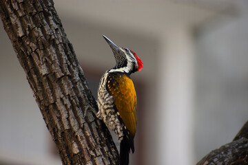 The black rumped flameback also known as the lesser golden backed woodpecker or lesser goldenback, is a woodpecker found widely distributed in the Indian subcontinent