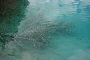 tree under water