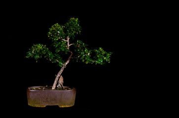 Obraz premium Exquisite Miniature Bonsai Tree - A Captivating Symbol of Nature's Artistry and Serene Beauty, Perfect for Zen Gardens, Home Decor, and Botanical Enthusiasts