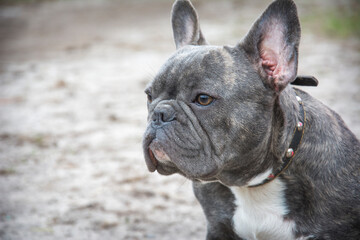 In the spring afternoon, a French Bulldog dog lies in the forest.