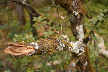 moss on a tree