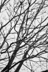 Close up on winter tree branches, naked of leaves and with white foggy winter background